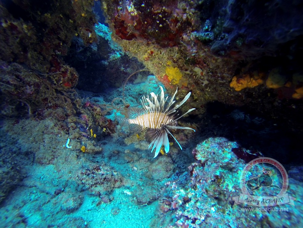 Kekova Aslan Balığı